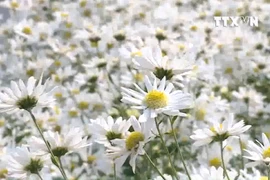 [Video] Mê mẩn lạc giữa 'thảo nguyên' trắng muốt cúc họa mi 