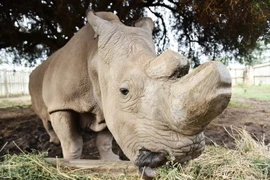 Chú tê giác trắng Sudan tại khu bảo tồn Ol Pejeta ở Kenya ngày 18/4/2015. (Nguồn: THX/TTXVN)