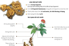 [Infographics] Loại sâm tốt nhất thế giới chỉ có ở Việt Nam