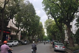 Hàng cây trên đường Trần Hưng Đạo (Trong đó có sưa đỏ). (Ảnh Nguyễn Dũng/TTXVN)