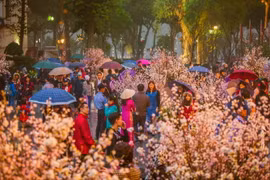  Lễ hội hoa Anh đào 2017 tại Hà Nội. (Ảnh: Trọng Đạt/TTXVN)