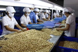Sản xuất điều xuất khẩu tại Công ty cổ phần Nhật Huy, Bình Dương. (Ảnh: Đình Huệ/TTXVN)