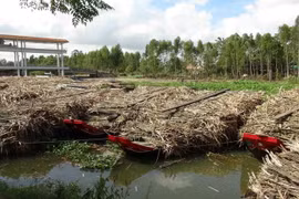 Các ghe mía chờ đưa vào nhà máy để ép. (Ảnh: Thanh Hòa/TTXVN)