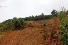 (Ảnh minh họa: Vũ Hà/TTXVN)