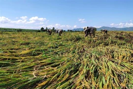 Người dân Kon Tum gặt vội những diện tích lúa bị ngã, đổ do bão. (Ảnh minh họa: Dư Toán/TTXVN)