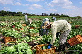 Nông dân Nhật Bản. (Nguồn: Nikkei)