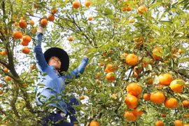 Thu hoạch quýt hồng ở xã Tân Phước, huyện Lai Vung, Đồng Tháp. (Ảnh: Nguyễn Văn Trí/TTXVN)