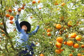 Thu hoạch quýt hồng ở xã Tân Phước, huyện Lai Vung, Đồng Tháp. (Ảnh: Nguyễn Văn Trí/TTXVN)