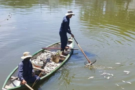Nhân viên Công ty Thoát nước và Xử lý nước thải Đà Nẵng vớt cá lên bờ để tiêu hủy. (Ảnh: Đinh Văn Nhiều/TTXVN)