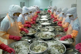 Chế biến tôm đông lạnh xuất khẩu. (Ảnh: Danh Lam/TTXVN)