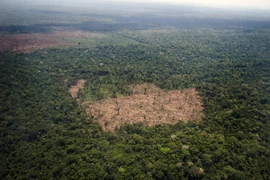 Rừng Amazon thuộc bang Para, Brazil. (Nguồn: AFP/TTXVN)