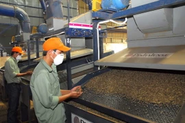  Chế biến càphê nhân tại Buôn Ma Thuột, Đắk Lắk. (Ảnh: Hồng Kỳ/TTXVN)