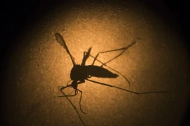 Ảnh chỉ có tính minh họa. (Nguồn: AFP/TTXVN)