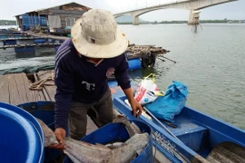 Vớt cá chết ở bè nuôi trên sông Chà Và. (Ảnh: Hoàng Nhị/TTXVN)