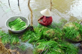 Hiện nay, trên những cánh đồng thuộc địa bàn huyện Mộc Hóa, tỉnh Long An người dân đang bước vào mùa thu hoạch hẹ nước. (Ảnh: Mạnh Linh/TTXVN) 
