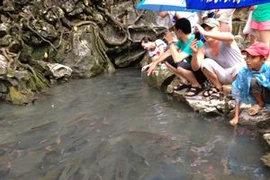 Suối cá Cẩm Lương đông khách thăm quan cả những ngày mưa. (Ảnh: Quỳnh Trang/Vietnam+)