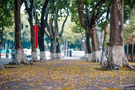 Chớm hè, nhiều tuyến đường Hà Nội như thay một chiếc áo mới với những thảm lá sấu vàng. (Ảnh: Minh Sơn/Vietnam+)