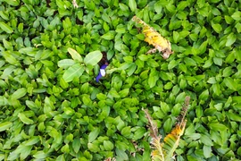 Ngay từ đầu tháng Chạp, làng lá dong Tràng Cát (Thanh Oai, Hà Nội) lại nhộn nhịp, tất bật bước vào mùa thu hoạch phục vụ cho Tết Nguyên đán. (Ảnh: Minh Sơn/Vietnam+)