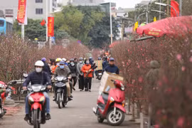 Trước thềm Tết Nguyên đán hằng năm, chợ hoa Quảng An (Tây Hồ, Hà Nội) lại nhộn nhịp hơn những ngày bình thường. (Ảnh: Minh Sơn/Vietnam+)