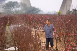 Chỉ còn nửa tháng nữa là đến Tết Nguyên đán 2021, người dân làng đào Phú Thượng (Tây Hồ, Hà Nội) những ngày này tất bật chăm sóc đào để bung nở đúng dịp. (Ảnh: Minh Sơn/Vietnam+)