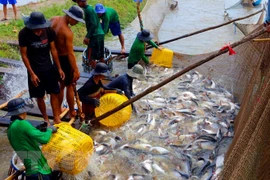 Ảnh minh họa. (Nguồn: TTXVN)