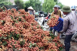 Ảnh minh họa. (Nguồn: TTXVN)