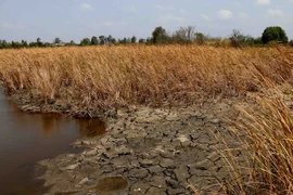 Một diện tích trồng cây bồn bồn ở thành phố Cà Mau bị nhiễm mặn nghiêm trọng. (Ảnh: Kim Há/TTXVN)