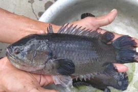 Bảo tồn thành công nguồn gen cá rô đồng đầu vuông Hậu Giang