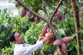 Sẽ có định hướng lại để phát triển cây cacao tại Việt Nam