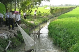 Sản lượng cá đồng tại Cà Mau giảm 1/3 so với cùng kỳ nhiều năm