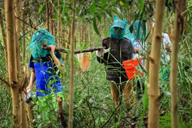 [Photo] Về cực Nam Tổ quốc trải nghiệm gác kèo ong ở rừng U Minh Hạ 