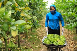 Làng trồng phật thủ ở Thủ đô nhộn nhịp vào vụ thu hoạch Tết