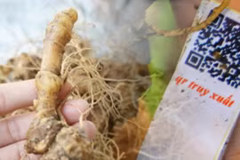 Cách phân biệt hiệu quả sâm Ngọc Linh ‘xịn’ để tránh gặp hàng nhái