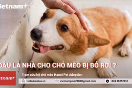 Nuôi thú cưng: Khi sở thích nhất thời trở thành thói vô tình đáng sợ