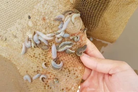 Sinh vật lạ tại vùng biển Kim Sơn. (Ảnh: Ninh Đức Phương/TTXVN)