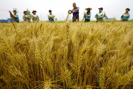 Một cánh đồng lúa mỳ ở tỉnh Hà Bắc, Trung Quốc. (Ảnh: THX/TTXVN)