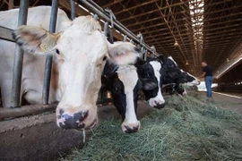 Trang trại nuôi bò sữa ở Surrey, tỉnh cực Tây British Columbia, Canada ngày 30/8/2018. (Ảnh: CANADA PRESS/ TTXVN)