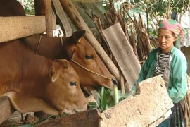 Gia đình bà Và Thị Chía, người dân tộc Mông, ở xóm Hạ Sơn, thôn Giang Nam, xã Thanh Thủy, huyện Vị Xuyên được bộ đội biên phòng giúp thoát nghèo. (Ảnh: Nguyễn Chiến/TTXVN)
