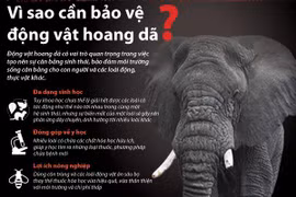 [Infographics] Vì sao cần bảo vệ động vật hoang dã?
