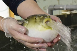 Cá nóc là một trong những món ngon hàng đầu Nhật Bản. (Nguồn: japantimes.co.jp)