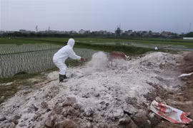 Nhân viên thú y rắc vôi bột khử trùng nơi tiêu hủy lợn bệnh theo quy định ở thôn An Chiêng, xã Liên Phương, TP Hưng Yên. (Ảnh: Vũ Sinh/TTXVN)