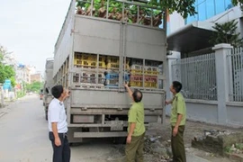 Hai xe chở hơn 6 tấn gà bị tạm giữ tại đội quản lý thị trường số 11, Chi cục QLTT Hà Nội (Ảnh: Đức Duy/Vietnam+)