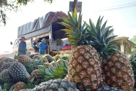 Người dân thu hoạch dứa bán cho thương lái. (Ảnh: Tuấn Anh/TTXVN)