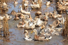 Giống vịt cò chạy đồng ở xã Tân Mỹ, huyện Thanh Bình, tỉnh Đồng Tháp. (Ảnh: Nguyễn Văn Trí/TTXVN)