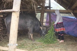 Ảnh minh họa. (Nguồn: TTXVN)