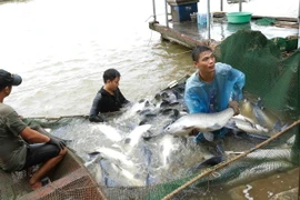 Thu hoạch sản phẩm cá trắm tại hộ nông dân Vũ Văn ở thôn mắt Rồng, xã Lập Lễ, huyện Thủy Nguyên, thành phố Hải Phòng. (Ảnh: Vũ Sinh/TTXVN)