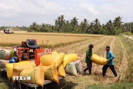 Nông dân xã Thanh Mỹ, huyện Châu Thành, tỉnh Trà Vinh, thu hoạch lúa. (Ảnh: Thanh Hòa/TTXVN)