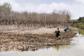 Hộ dân vi phạm tiến hành trồng lại rừng bằng loài cây ở vùng ngập mặn trước sự chứng kiến, giám sát của đoàn công tác và chính quyền địa phương. (Ảnh: Chanh Đa/TTXVN)