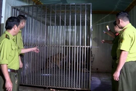 Cơ quan chức năng kiểm tra, phát hiện 2 cá thể hổ bị đối tượng Công nuôi nhốt trái phép. (Ảnh: TTXVN phát)