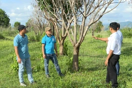 Những diện tích cao su chuyển đổi sang cây ăn quả kém hiệu quả của Công ty Cổ phần Hoàng Anh Gia Lai thuê đất trồng tại xã Pờ Tó, huyện Ia Pa, tỉnh Gia Lai. (Ảnh: Hoài Nam/TTXVN)